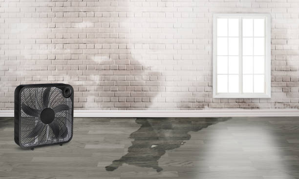 Best Water damage restoration near me  in Newmanstown, PA